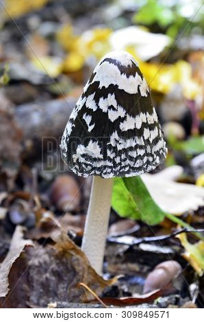 Coprinopsis Picacea Also Known As Magpie Fungus Poisonous Mushroom In Autumn Forest.coprinus Picaceu