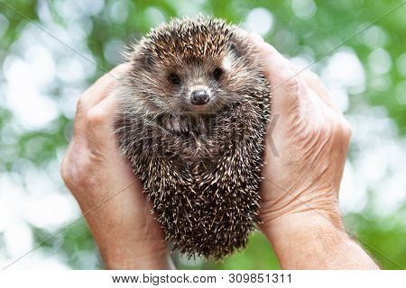 Face Of A Hedgehog Close-up , Isolated On A Blurred Natural Background. A Male Hand Holds A Cute Pri