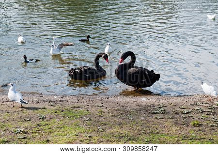 Amazing Black Swans Swiming In Pond With Other Birds