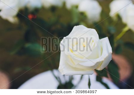 Colorful, Beautiful, Delicate Rose In The Garden.
