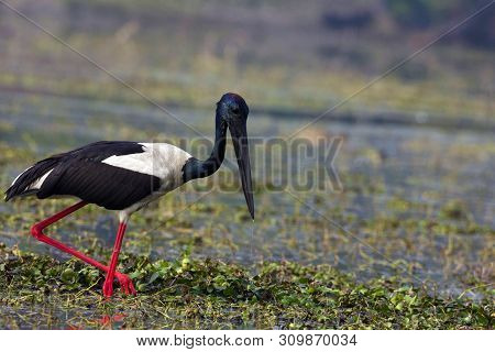 Black Necked Stork, Ephippiorhynchus Asiaticus, Kill And Habitat, Keoladeo Ghana National Park, Bhar