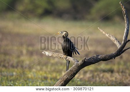 Darter, Snake Bird, Anhingidae, Looking Out For Kill, Keoladeo Ghana National Park, Bharatpur In Raj