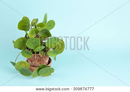 Plant Pilea Peperomioides On Turquoise Background