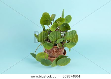 Plant Pilea Peperomioides On Turquoise Background