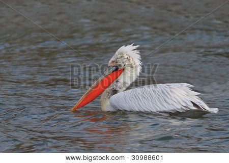 Dalmatiske Pelican (pelecanus Crispus)