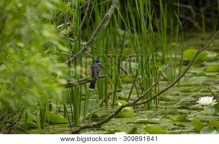 Eastern Kingbird (tyrannus Tyrannus) Sitting On A Branch Of A Bush In Natural Environment