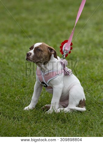 Pretty Little Brown And White Puppy Wearing A Pink Harness And A Red Rosette