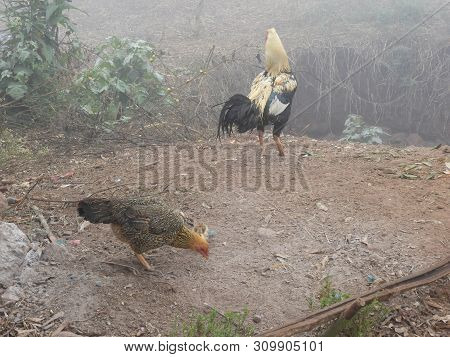 Country Hens In A Foggy Morning In Lambasingi