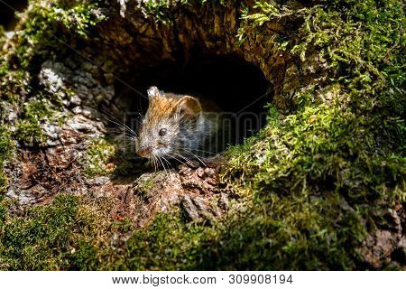 Mouse Vole Myodes Glareolus Looks Out Of Tree Hollow On A Sunny Day