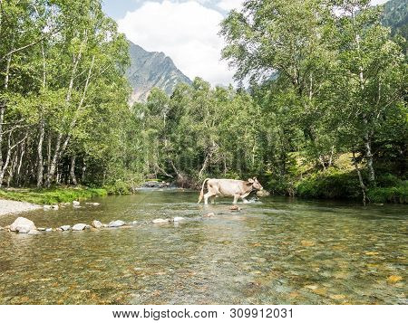 Herd Of Cows Grazing In The Pla De Boavi; In The Province Of Lleida, In The Catalan Pyrenees. Catalo