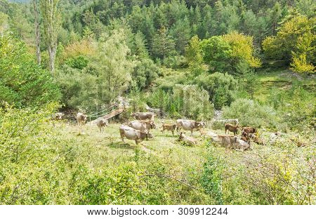 Cows Grazing In A Meadow In The Sierra Del Cadí, Pre-pyrenees Mountain In Catalonia