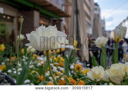 Happy Composition, Selective Focus On White And Orange Flowers On A Street, Suggesting A City Seetin