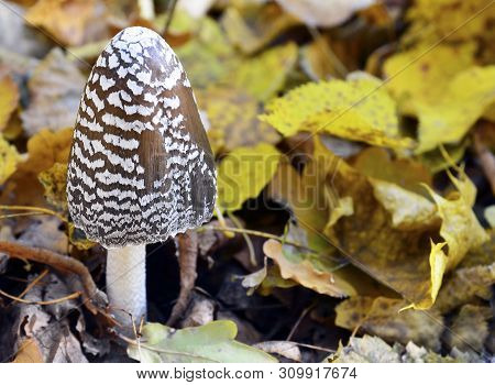Coprinopsis Picacea Also Known As Magpie Fungus Poisonous Mushroom In Autumn Forest.coprinus Picaceu