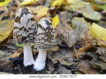 Coprinopsis Picacea Also Known As Magpie Fungus Poisonous Mushrooms In Autumn Forest.coprinus Picace