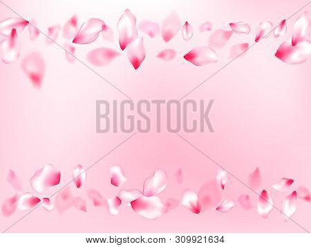 Japanese Cherry Blossom Pink Flying Petals On Rose Color Background. Close Up Bloom Elements. Natura