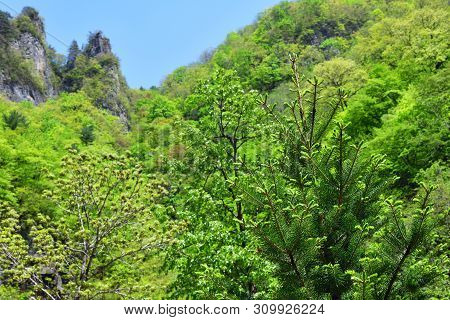 North Korean Scenery. Mountain Forest. Ulim Waterfall Trekking Route. Focus On Foreground