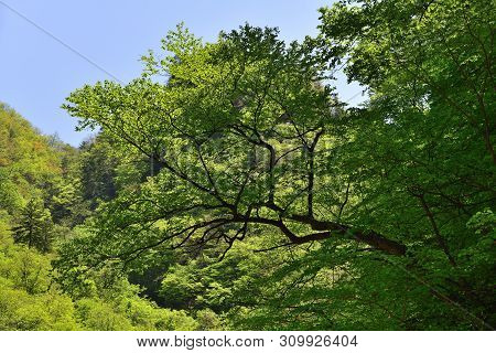 North Korean Scenery. Mountain Forest. Korean Maple. Ulim Waterfall Trekking Route
