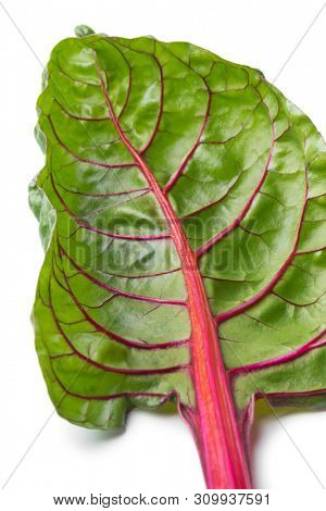 Red stemmed chard leaf close up at white background