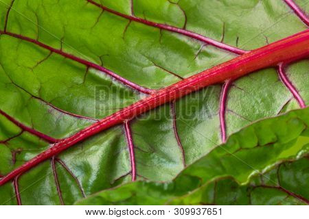 Red stemmed chard leaf close up full frame