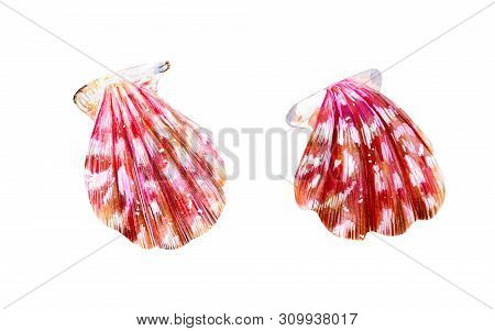 Two Pink Mother Of Pearl Shell Scallop. Sea Bivalve Pectinidae. Nature Of The Ocean. Underwater Resi