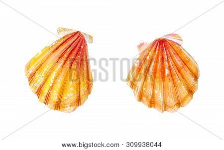 Set Of Two Yellow Sea Scallops. Sea Bivalve Pectinidae. Nature Of The Ocean. Underwater Resident. Ha