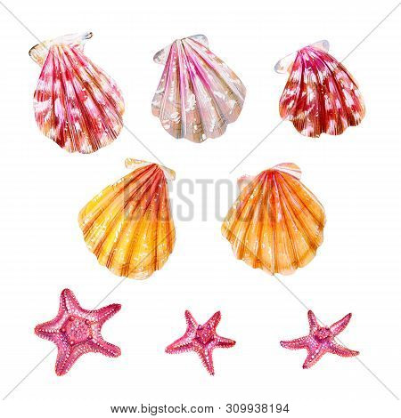 Set Of Sea Shells Of Scallops And Sea Stars. Pink, Yellow And Mother Of Pearl Bivalve Pectinidae. Na