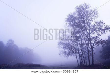 Foggy Misty Autumn Forest Landscape At Dawn