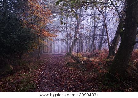 Path Through Foggy Misty Autumn Forest Landscape At Dawn