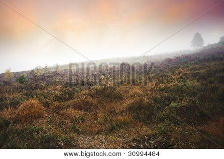 Foggy Misty Autumn Forest Landscape At Dawn