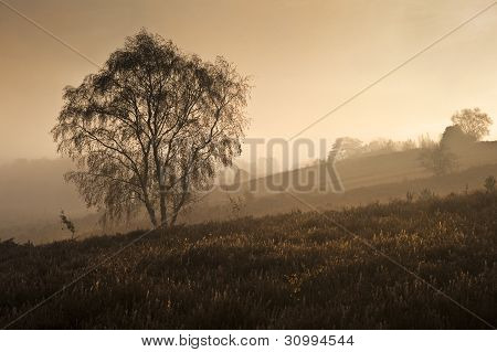 Foggy Misty Autumn Forest Landscape At Dawn