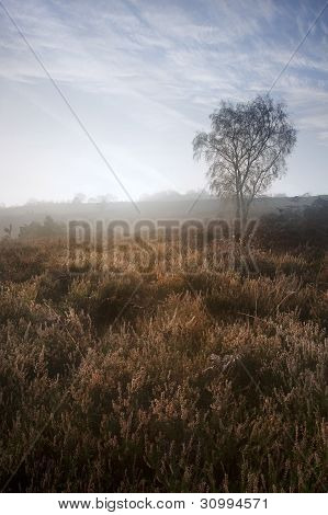 Foggy Misty Autumn Forest Landscape At Dawn