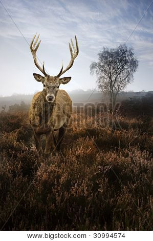 Foggy Misty Autumn Forest Landscape At Dawn With Red Deer Stag