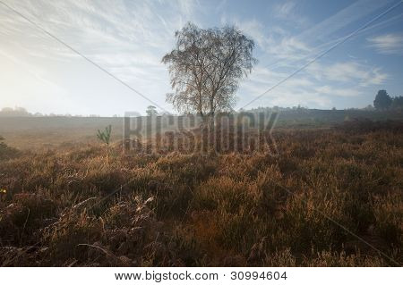 Foggy Misty Autumn Forest Landscape At Dawn