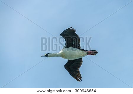 The South Georgian Imperial Shag Is A Black And White Cormorant Native To Many Subantartic Islands. 