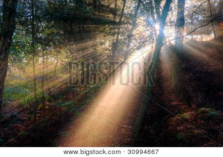 Sunbeams Through Foggy Misty Autumn Forest Landscape At Dawn