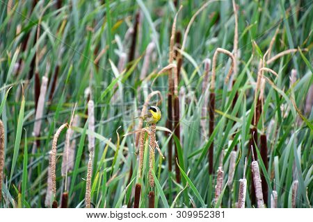 A Common Yellowthroat Perching On The Spikelet.                      Iona Island Richmond Bc Canada