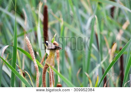 A Common Yellowthroat Perching On The Spikelet.                      Iona Island Richmond Bc Canada