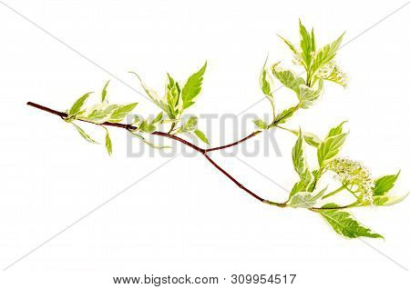 Cornus Alba Elegantissima Branch With White Flowers And Variegated Leaves.