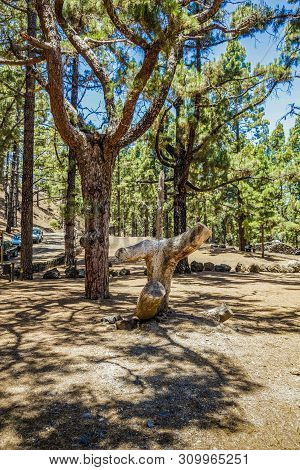 Fun Natural Composition Of A Multi-layered Pine And A Dry Tree Trunk. Picnic And Barbecuearea Inside
