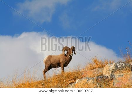 Ovinos Big Horn