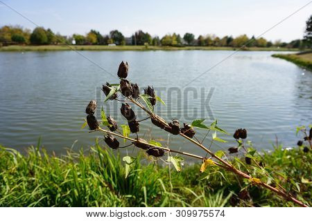 Flowers Transform Into Seed Pods On Halberd-leaved Rose Mallow Plants (hibiscus Laevis) Next To A Sm