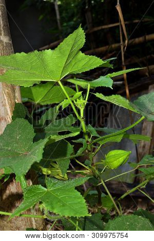 Abroma Augustum Tree With Its Fruit, Which's Name Sometimes Written Abroma Augusta