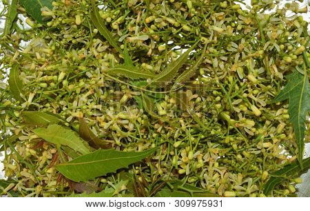 Medicinal Neem Leaves And Flower Over White Background