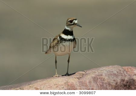 Killdeer2