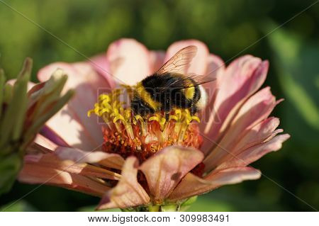 Close-up Of Black And Yellow Bumblebee Bombus Lucorum On A Pink Flower Zinnia In The Foothills Of Th