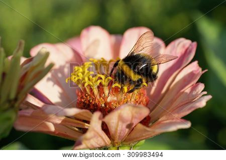 Macro Of Striped And Black-and-yellow Bumblebee Bombus Lucorum Collecting Pollen And Nectar In Pink 