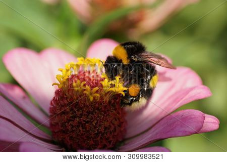 Macro Of A Fluffy Bumblebee Bombus Lucorum Collecting Pollen And Nectar On A Pink Zinnia Flower In T