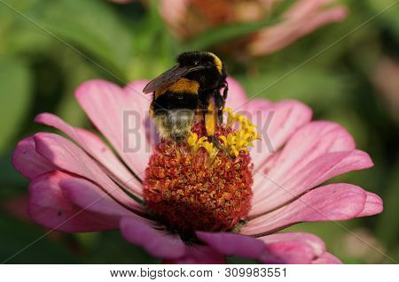 Macro Of Bombus Lucorum Summer Fluffy Bumblebee On Pink Zinnia Flower In The Foothills Of The North 