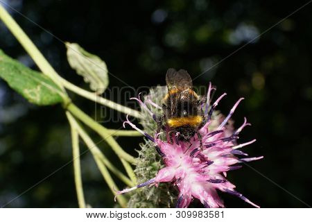Close-up Of Summer Fluffy Bumblebee Bombus Lucorum On A Pink Flower Of Burdock In The Foothills Of T