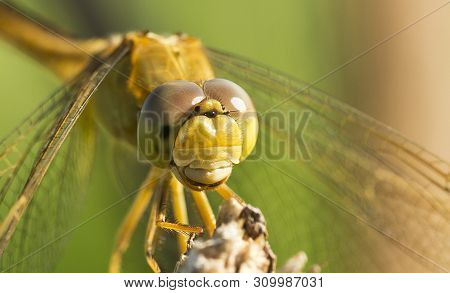 Nature Background Dragonfly. Dragonfly Insect In Nature. Nature Insect Dragonfly On Red Plant. Drago